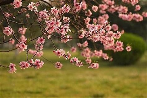 桃花結果 風水|風水で結婚できた！？桃花位を使った桃花水法で結婚。